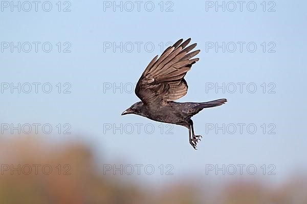 Carrion Crow