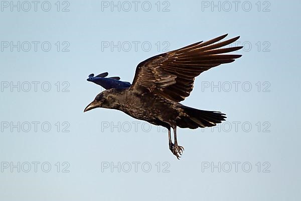 Carrion Crow