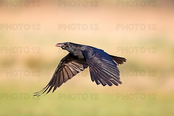 Carrion Crow