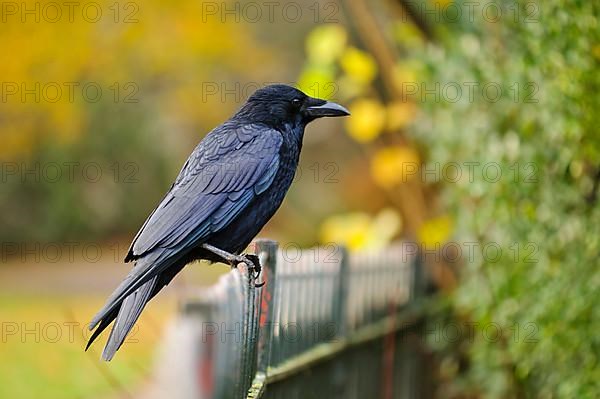 Carrion Crow