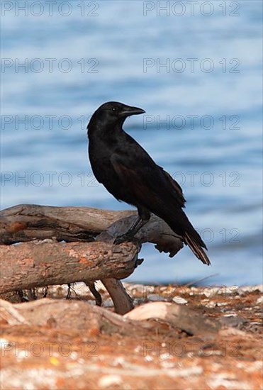 Fish Crow