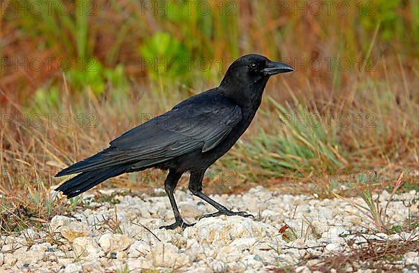 American crow