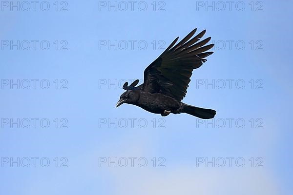 American crow