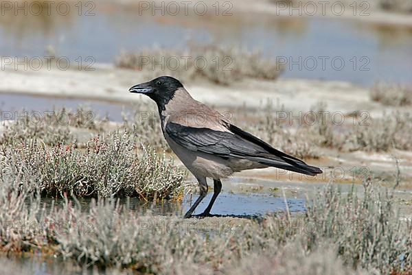 Raven Crow