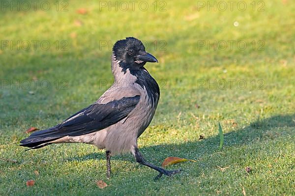 Hooded Crow