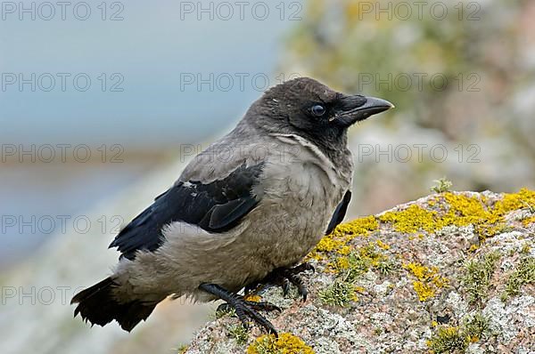 Hooded Crow