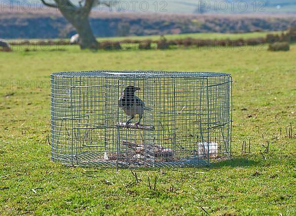 Hooded Crow