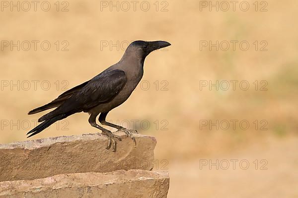 House crow