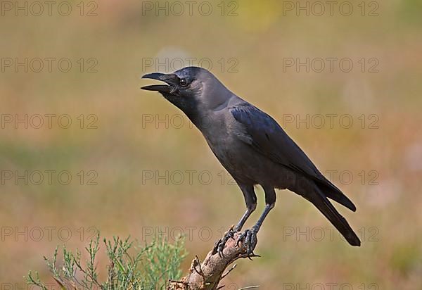 House Crow