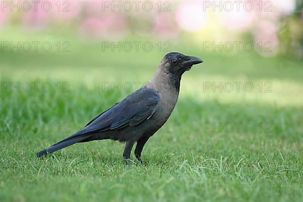 House crow