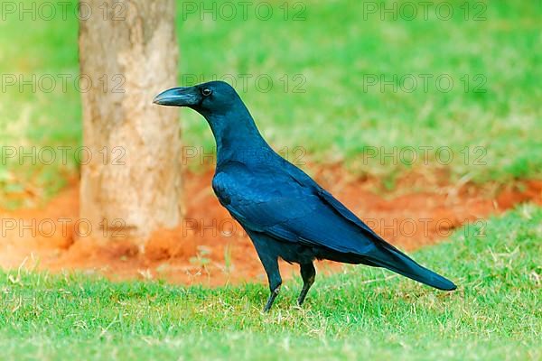 Thick-billed Crow