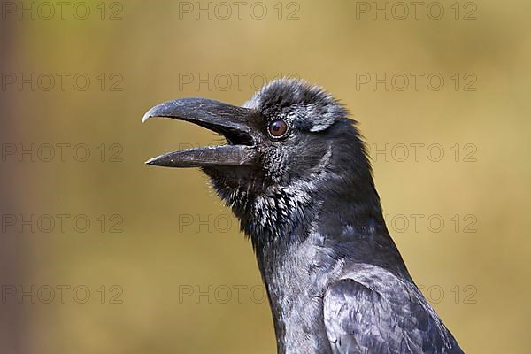 Thick-billed Crow