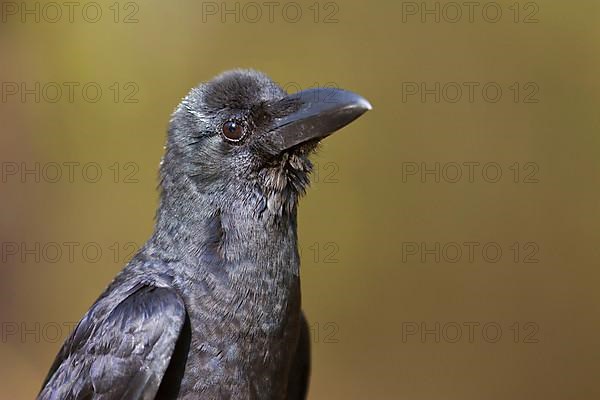 Thick-billed Crow