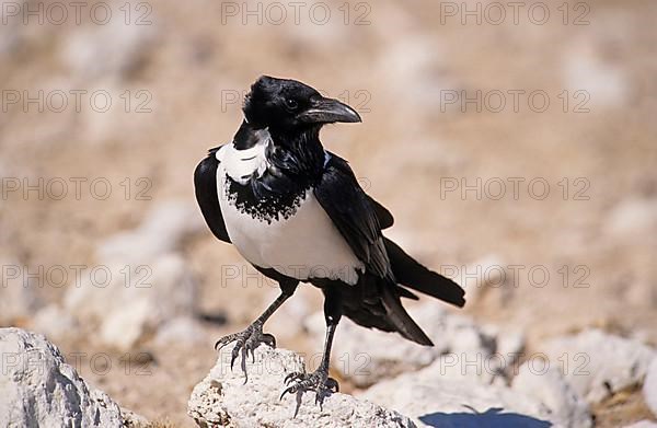 Pied Crow