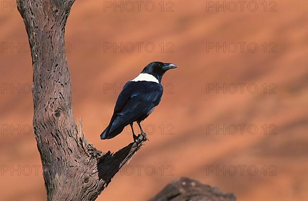 Pied crow