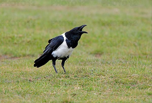 Pied Crow