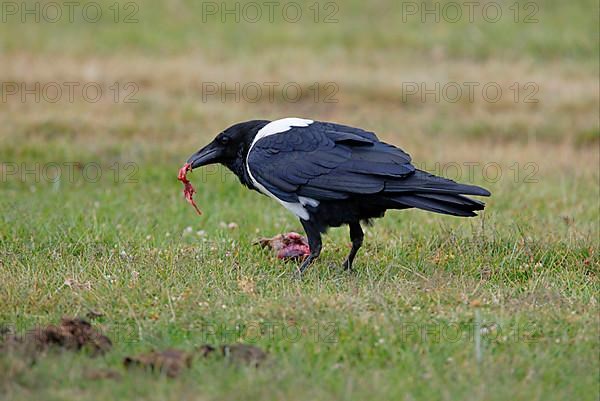 Pied Crow