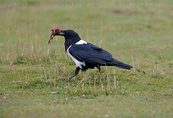 Pied Crow