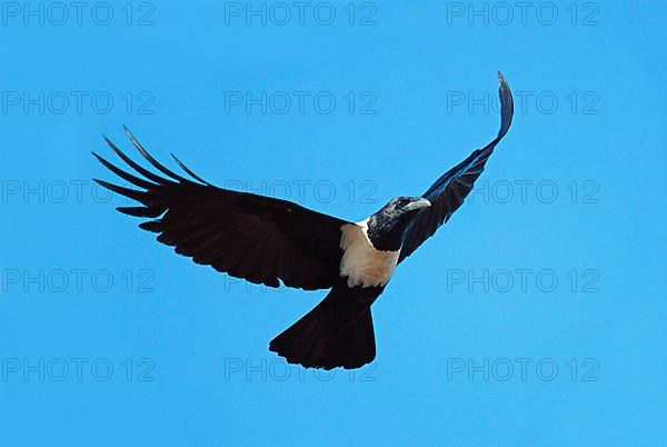 Pied crow