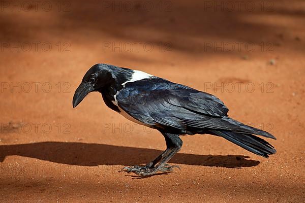 Pied crow