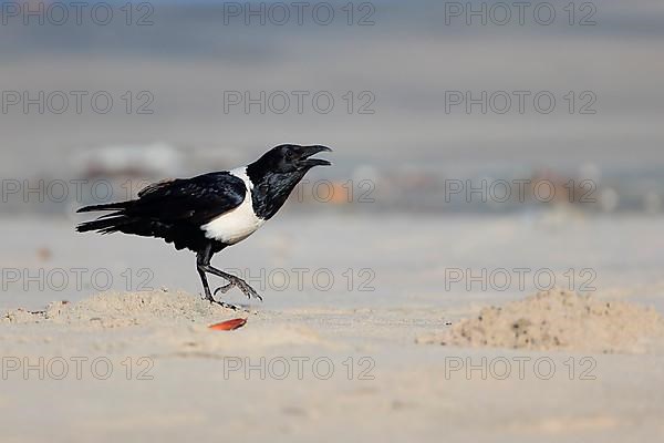 Pied Crow