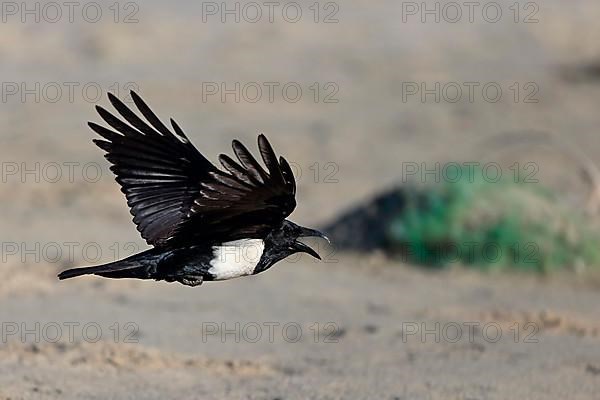 Pied Crow