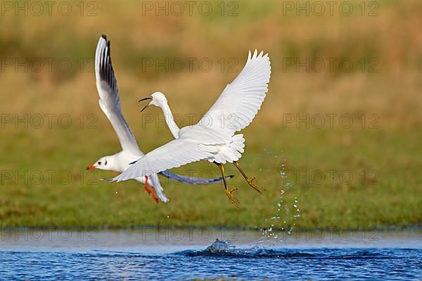 Little egret