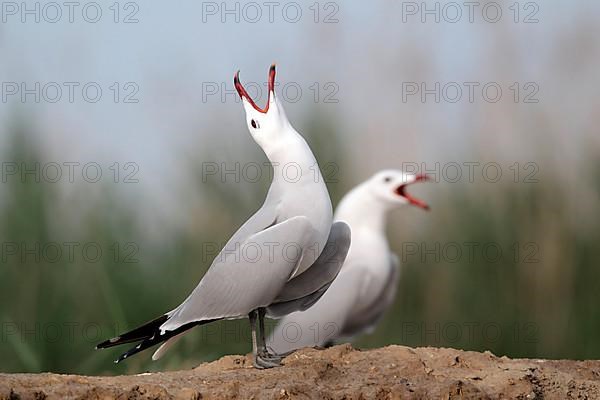 Coral Gull