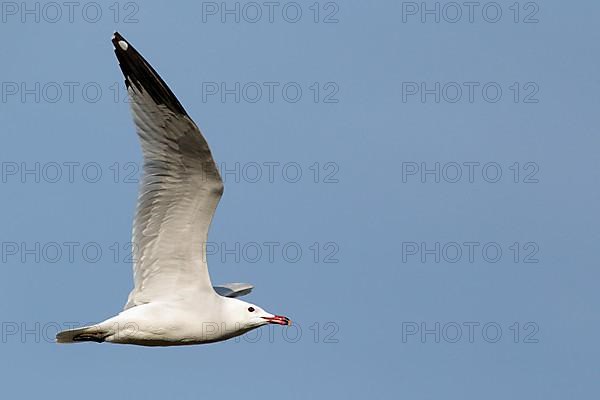 Coral Gull