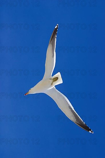 Dominican Gull