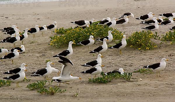 Larus vetula