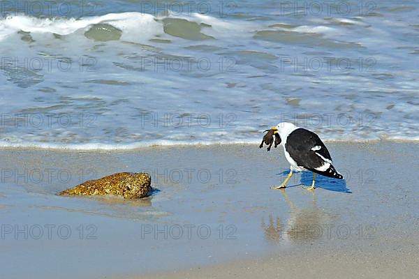 Adult cape gull