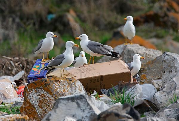 Armenian Gull