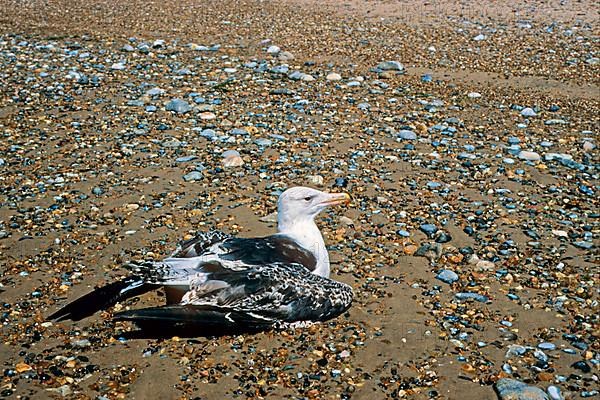 Great black-backed gull