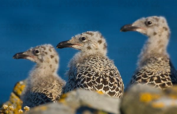 Great Black-backed Gull