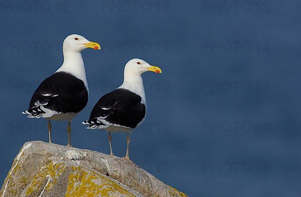 Great Black-backed Gull