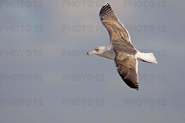 Great black-backed gull