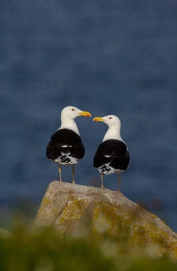 Great black-backed gull