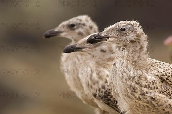 Great black-backed gull