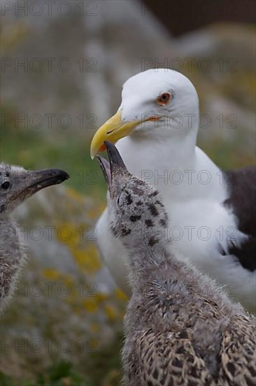 Great Black-backed Gull