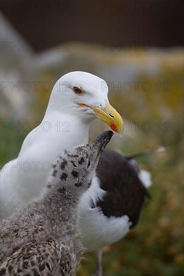 Great Black-backed Gull