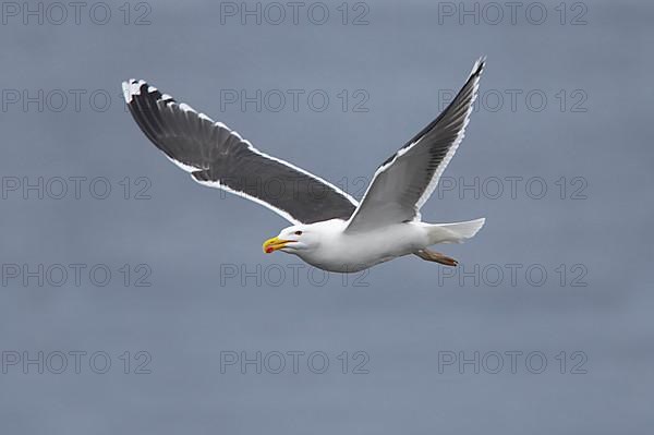 Great Black-backed Gull