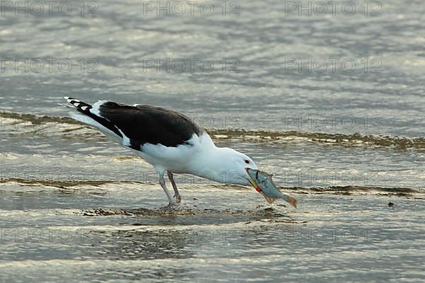 Great Black-backed Gull