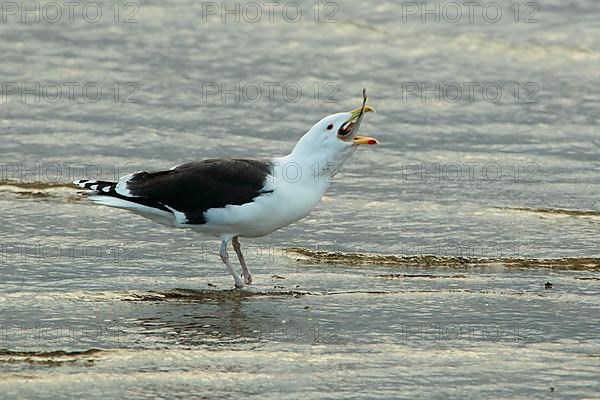 Great Black-backed Gull