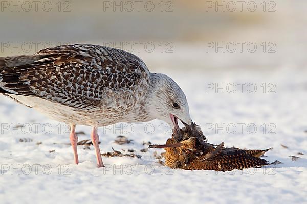 Great black-backed gull