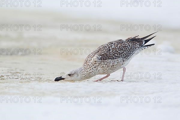 Great black-backed gull