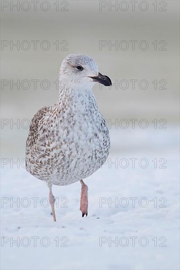 Great black-backed gull