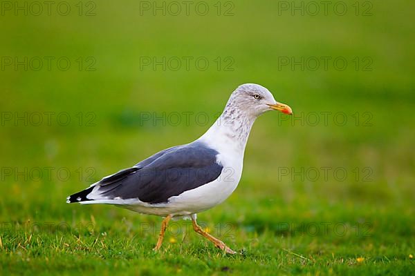 Adult Lesser Black-backed Gull