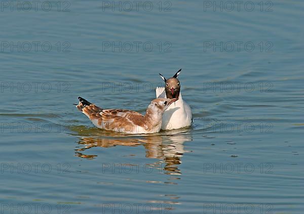 Black-headed Gull