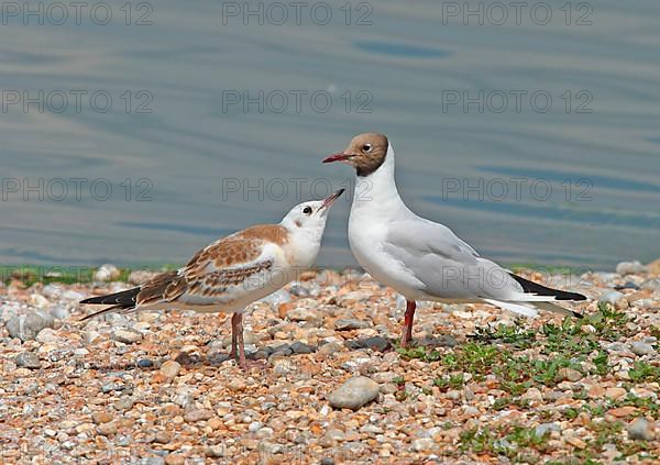 Black-headed Gull